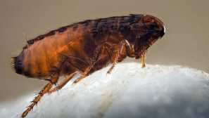 Голяма вреда от малки паразити или как да се отървете от сутерен бълхи